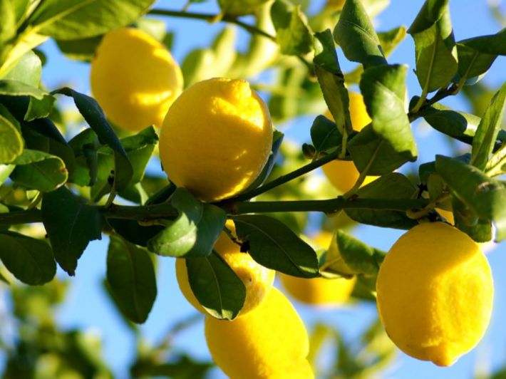 Plus de 5 millions de dollars d’exportations marocaines de citron en 2025