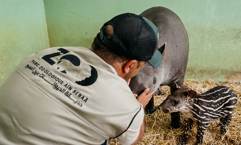 Naissance rare d’un tapir du Brésil au zoo d’Aïn Sebaâ à Casablanca