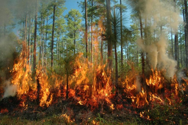 Le Maroc enregistre davantage d’incendies de forêt en 2026, mais les surfaces brûlées reculent de 30 %
