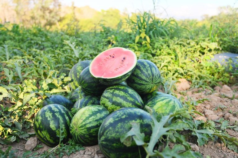 Les rumeurs sur une supposée dangerosité de la pastèque freinent les ventes malgré une offre abondante
